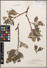 Foto von Salix caprea L. x Salix lanata L.